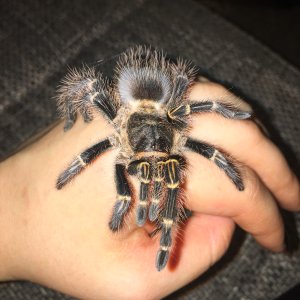 G pulchripes "Lucifer"