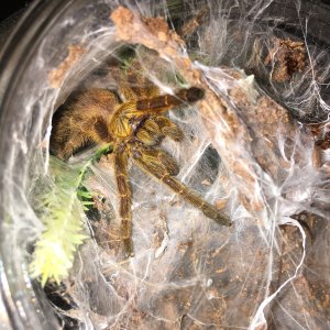 P murinus "Sunshine"