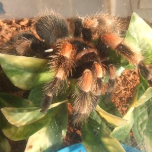 Brachypelma smithi - Pico