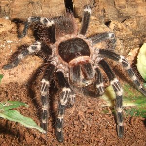 Acanthoscurria geniculata - Rio