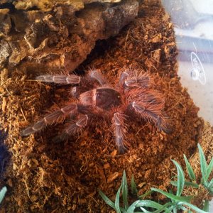 Claret.......Acanthoscurria sp Red