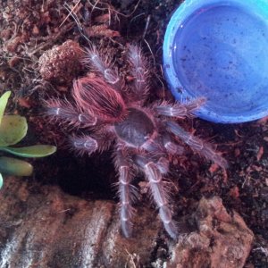 Crimson...Acanthoscurria sp Red