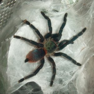 Dolichothele diamentinensis - Alberta