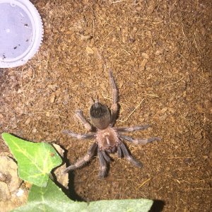 B.smithi