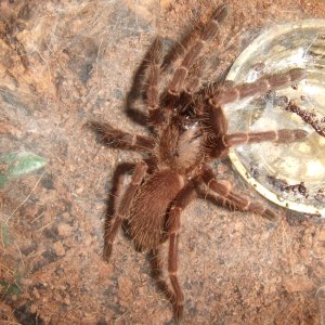 Thrigmopoeus truculentus - Ratta