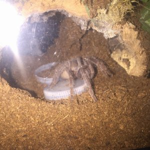 Lasiodora parahybana