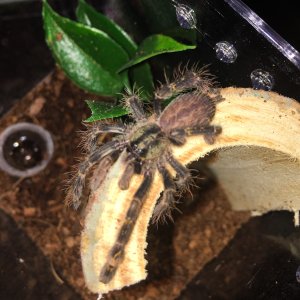 P ornata "Hissy"