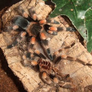 Brachypelma smithi - Popo