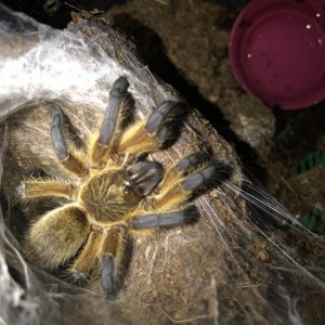 H pulchripes