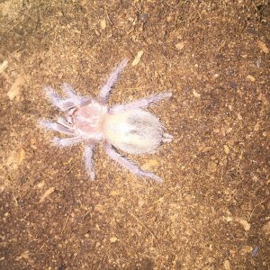 Lasiodora parahybana