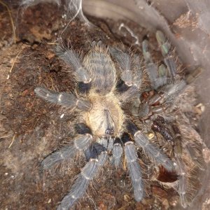 C. sp. hati hati