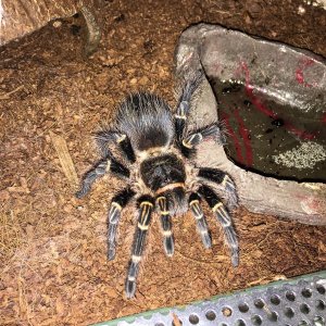 G pulchripes "Lucifer"