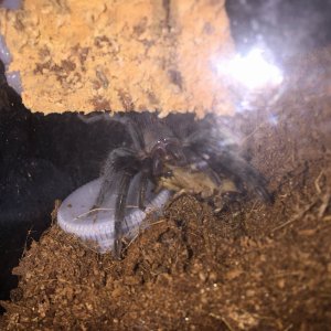 B.vagans