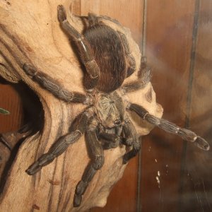 Psalmopoeus reduncus - Coffee