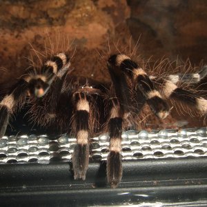 Acanthoscurria geniculata - Rio