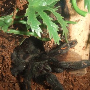 Psalmopoeus irminia - Sierra