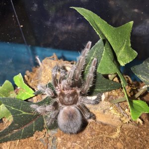 Grammostola pulchra