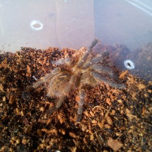 Masuma.......Ceratogyrus darlingi