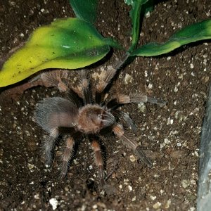 Brachypelma smithi #1