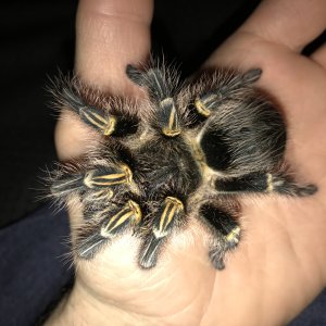 Freshly molted pulchripes