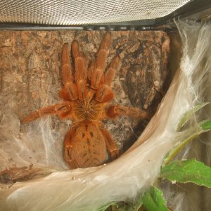 Pterinochilus murinus Usambara - Zera