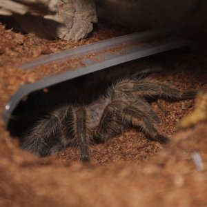 G. porteri Female April 4 2017