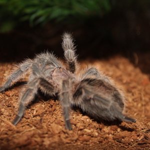 G. porteri Male April 4 2017