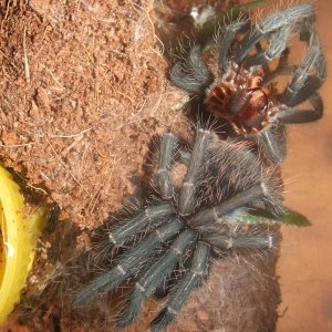 Phormictopus sp. full green - Guaba