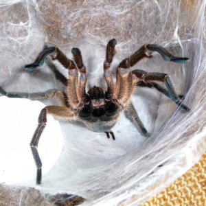 MM Harpactira pulchripes