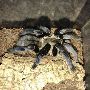 Female cobalt blue