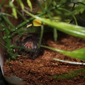 Chromatopelma cyaneopubescens frest after molt