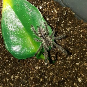 Avicularia purpurea #1