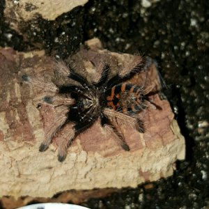 Chromatopelma cyaneopubescens #1