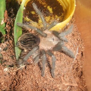 Brachypelma albopilosum Nicaraguan - Nicarao