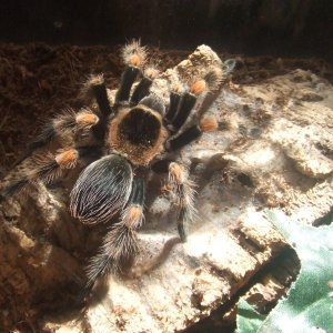 Brachypelma smithi - Popo