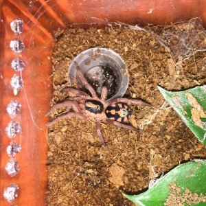 H sp colombia large "Pumpkin"