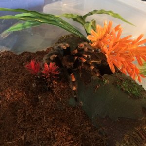 B-Smithi (Kahli)