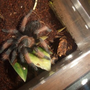 Brachypelma emilia - Chiquito