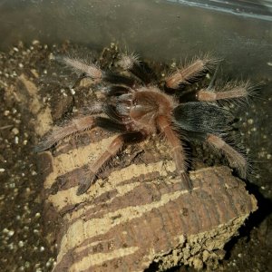 Brachypelma baumgarteni #2