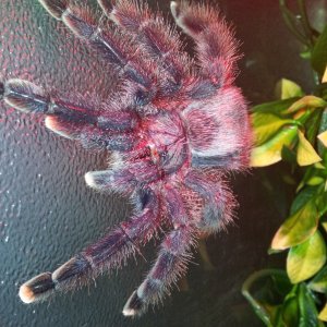 Cassidy..... AF Avicularia avicularia