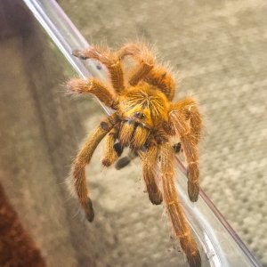 P murinus "Sunshine"