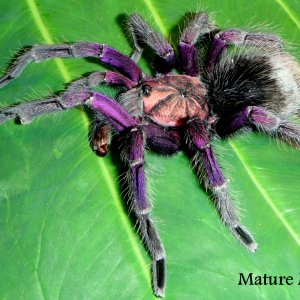 Pamphobeteus sp. “south Ecuador type II