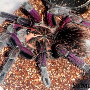 Pamphobeteus sp. “south Ecuador type II