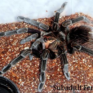 Pamphobeteus sp. “south Ecuador type II