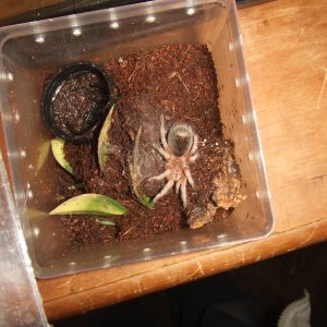 Grammostola rosea - Ember