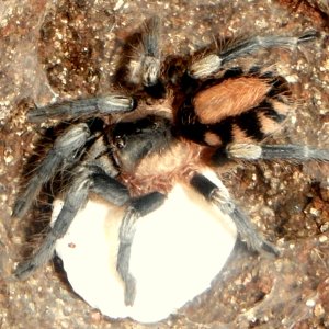 Pairing (Breeding) Cyriocosmus ritae (Peruvian Dwarf Black & White)