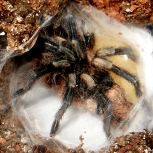 Pairing (Breeding) Cyriocosmus ritae (Peruvian Dwarf Black & White)