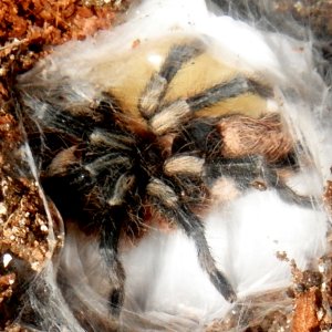 Pairing (Breeding) Cyriocosmus ritae (Peruvian Dwarf Black & White)