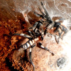 Pairing (Breeding) Cyriocosmus ritae (Peruvian Dwarf Black & White)