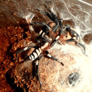 Pairing (Breeding) Cyriocosmus ritae (Peruvian Dwarf Black & White)